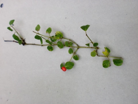 Mitchella repens