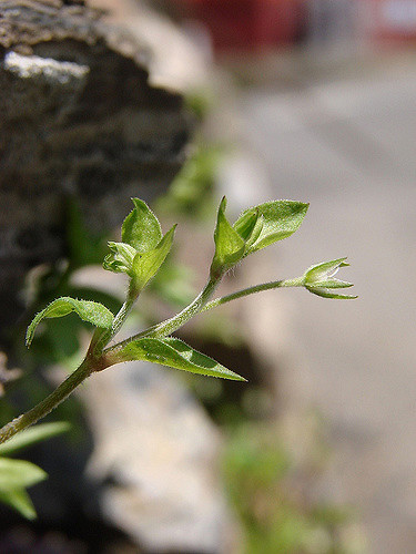 Sabline à trois nervures (Moehringia trinervia)