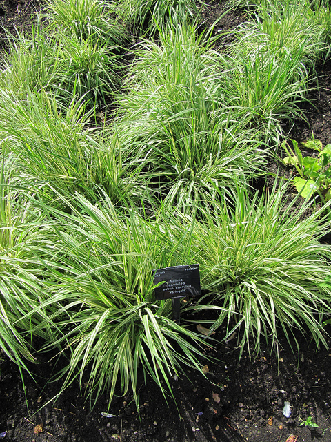 Molinie bleue (Molinia caerulea)