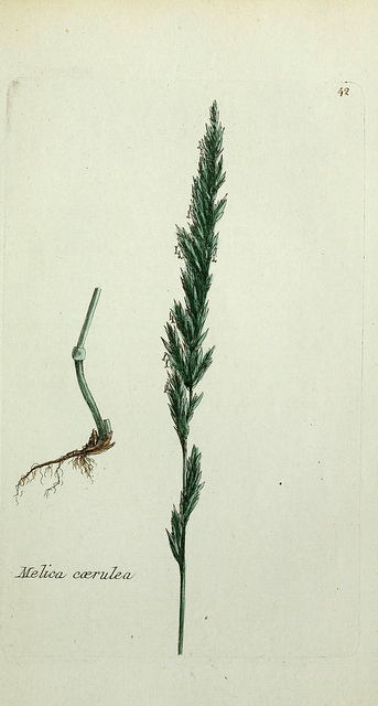 Molinie bleue