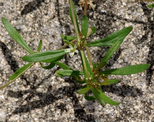 Mollugo verticillata