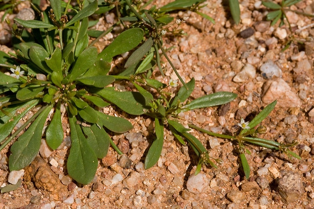 Mollugo verticillata