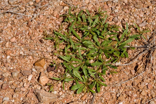 Mollugo verticillata