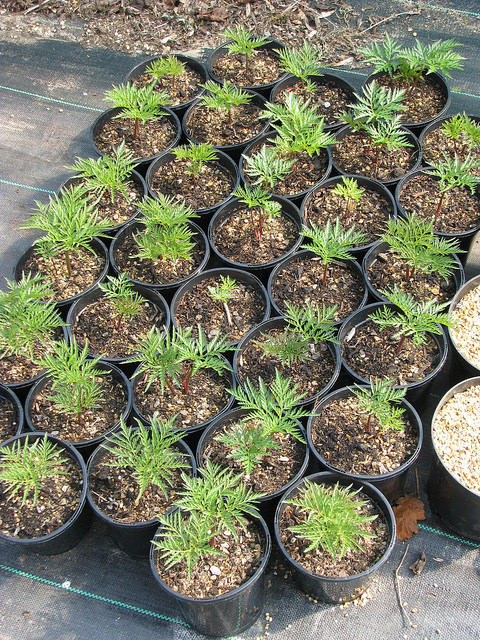 Moloposperme du péloponnèse (Molopospermum peloponnesiacum)
