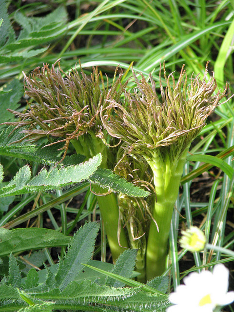 Moloposperme du péloponnèse