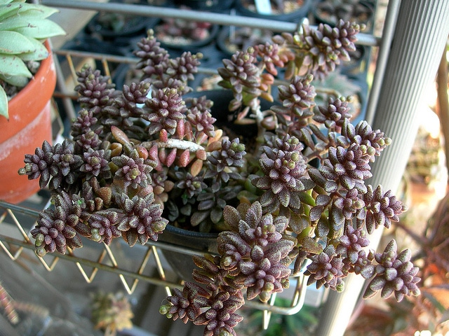 Monanthes muralis (Monanthes muralis)