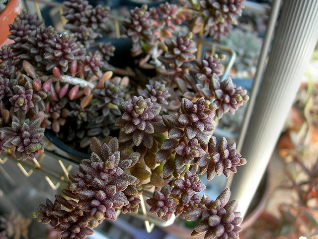 Monanthes muralis