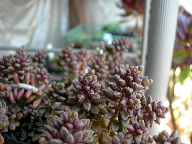 Monanthes muralis