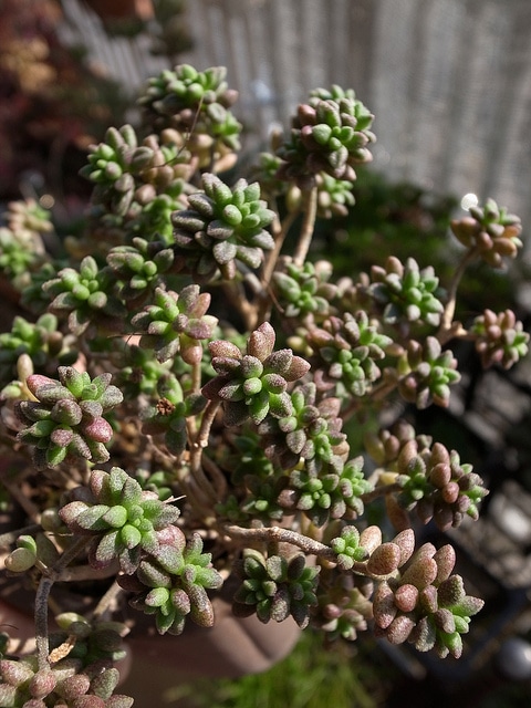 Monanthes muralis