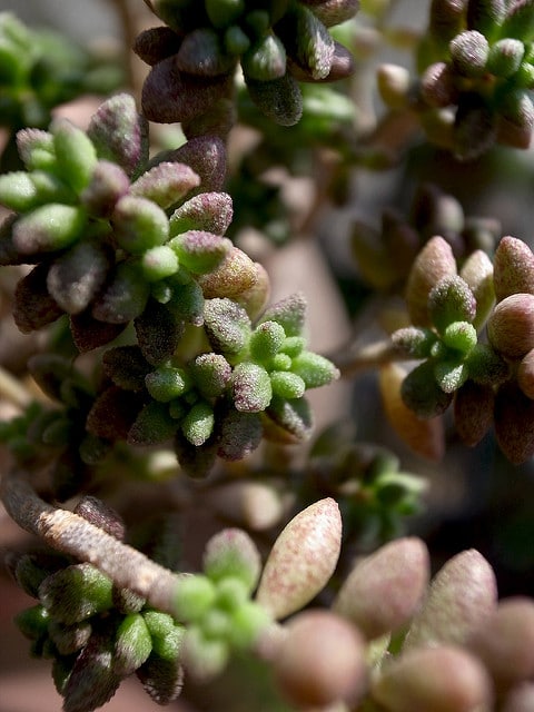 Monanthes muralis