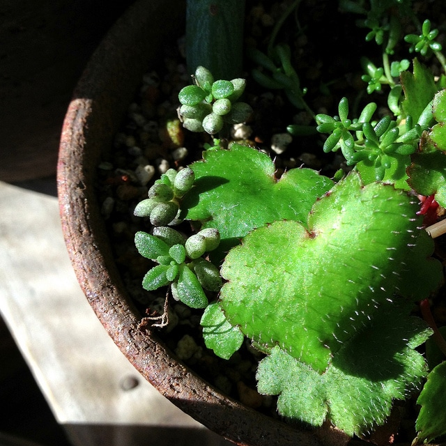 Monanthes muralis