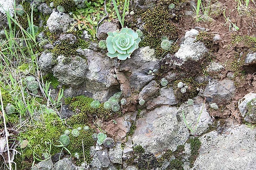 Monanthes pallens