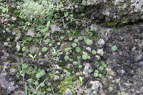 Monanthes pallens