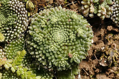 Monanthes pallens