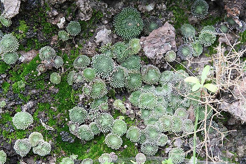 Monanthes pallens (Monanthes pallens)