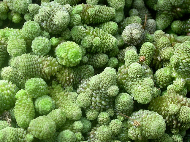 Monanthes polyphylla (Monanthes polyphylla)