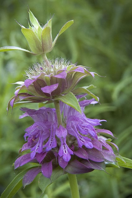 Monarde citron