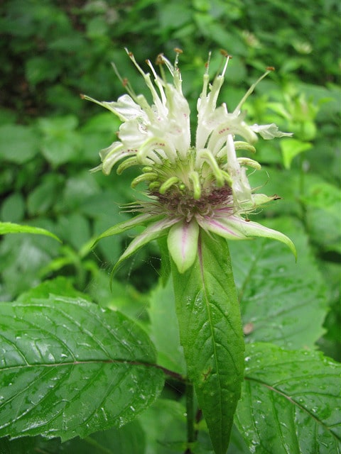 Monarda clinopodia (Monarda clinopodia)