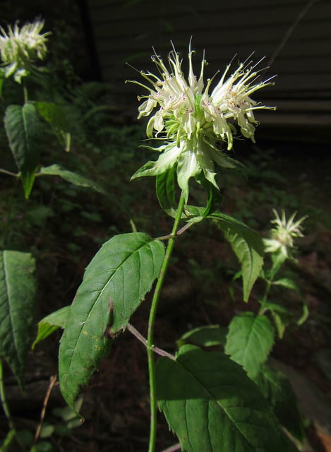 Monarda clinopodia