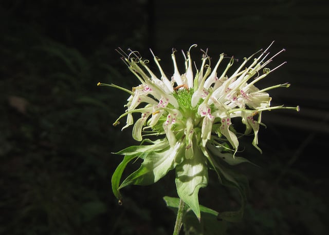 Monarda clinopodia