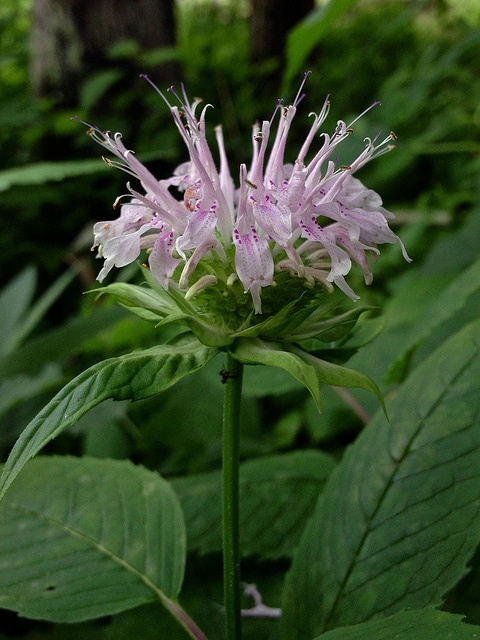 Monarda clinopodia