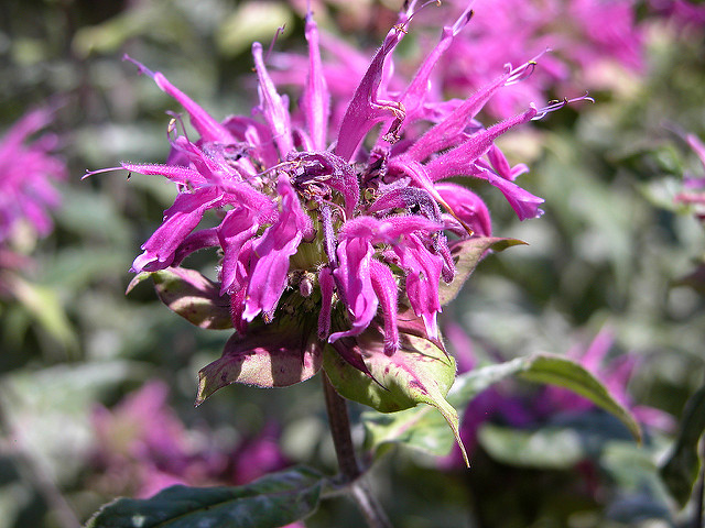 Monarde didyma