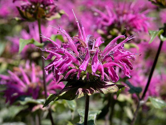 Monarde didyma