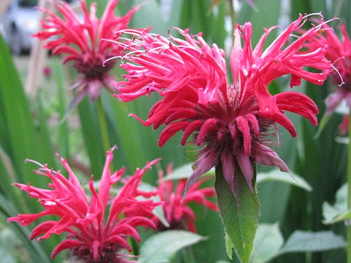 Monarde didyma