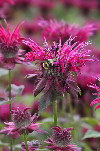 Monarde didyma