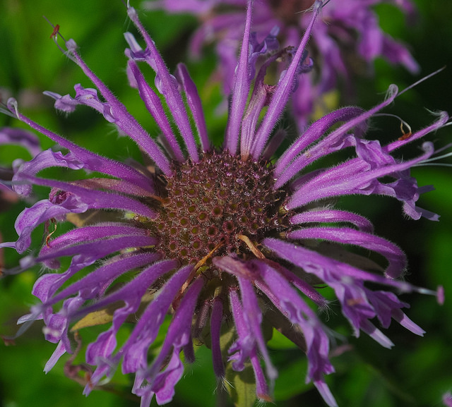 Monarde fistuleuse