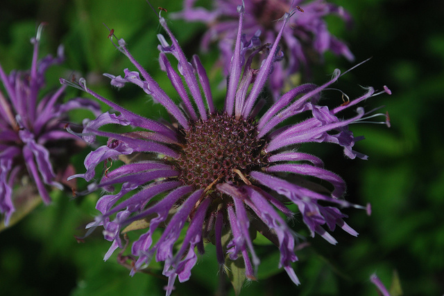 Monarde fistuleuse