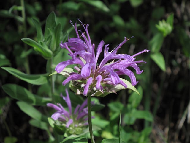 Monarda fistulosa var. menthifolia