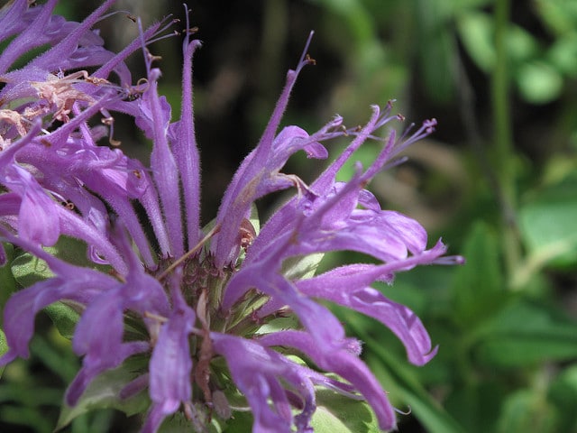 Monarda fistulosa var. menthifolia