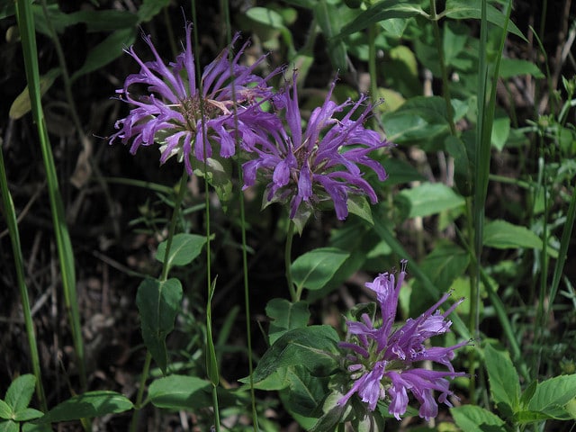 Monarda fistulosa var. menthifolia (Monarda menthifolia)