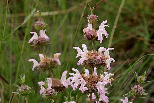 Monarda pectinata (Monarda pectinata)