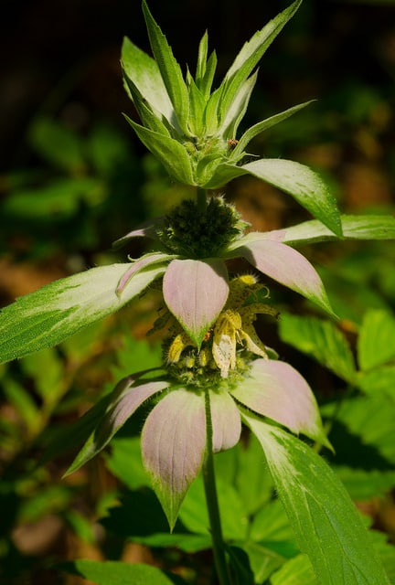 Monarde ponctuée
