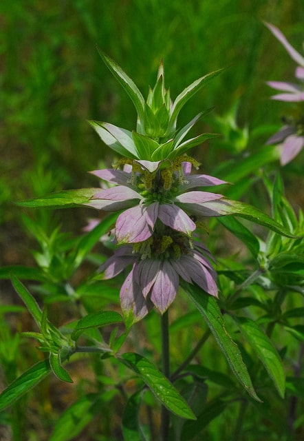 Monarde ponctuée
