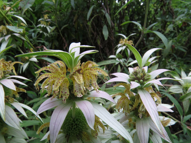 Monarde ponctuée