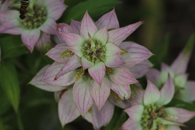 Monarde ponctuée