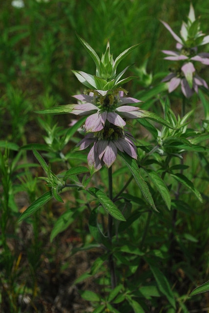 Monarde ponctuée