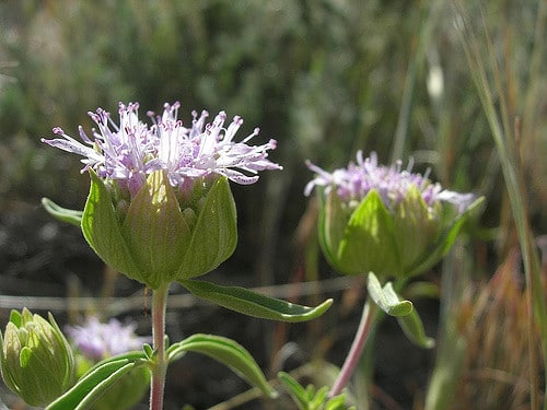 Monardella lanceolata