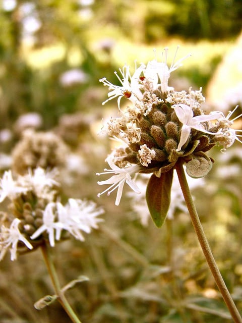 Monardella odoratissima