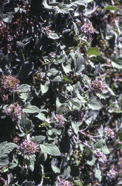 Monardella odoratissima