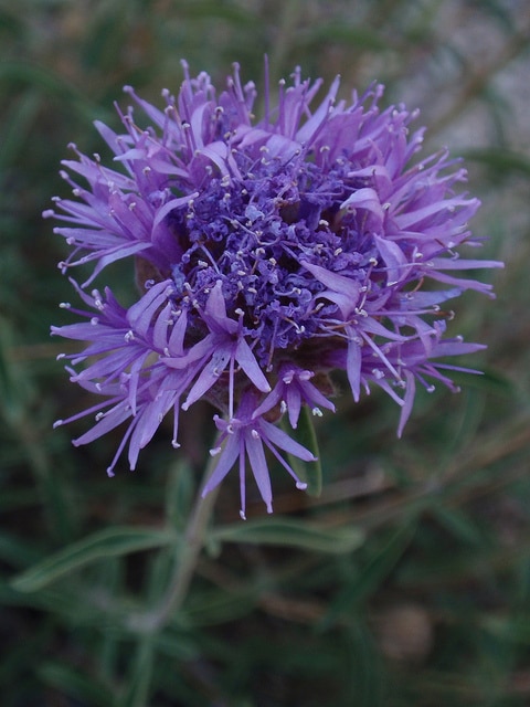 Monardella odoratissima