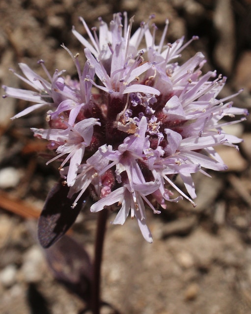 Monardella odoratissima