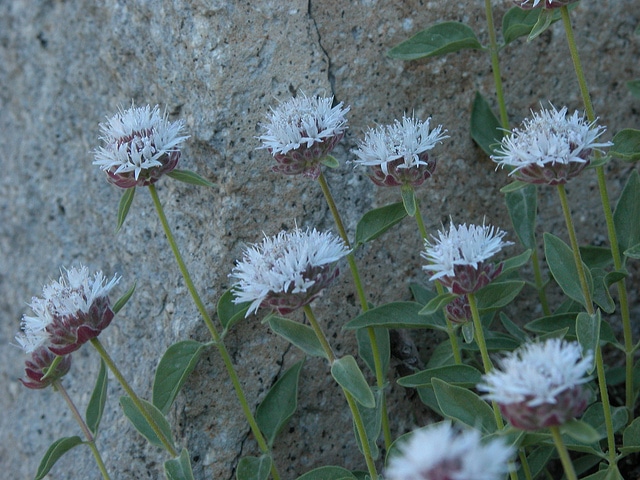 Monardella odoratissima