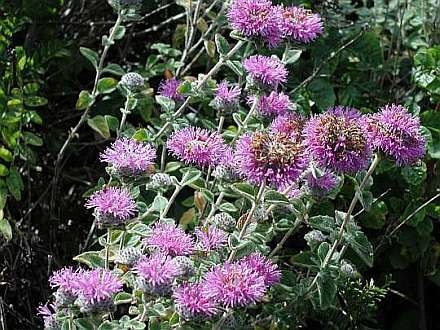 Monardella villosa (Monardella villosa)