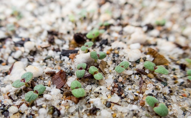 Monardella villosa