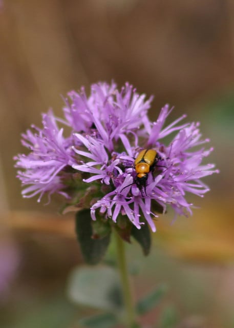 Monardella villosa