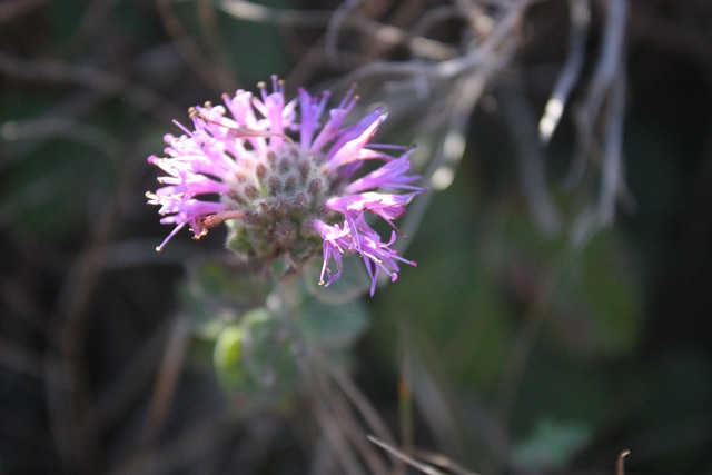 Monardella villosa